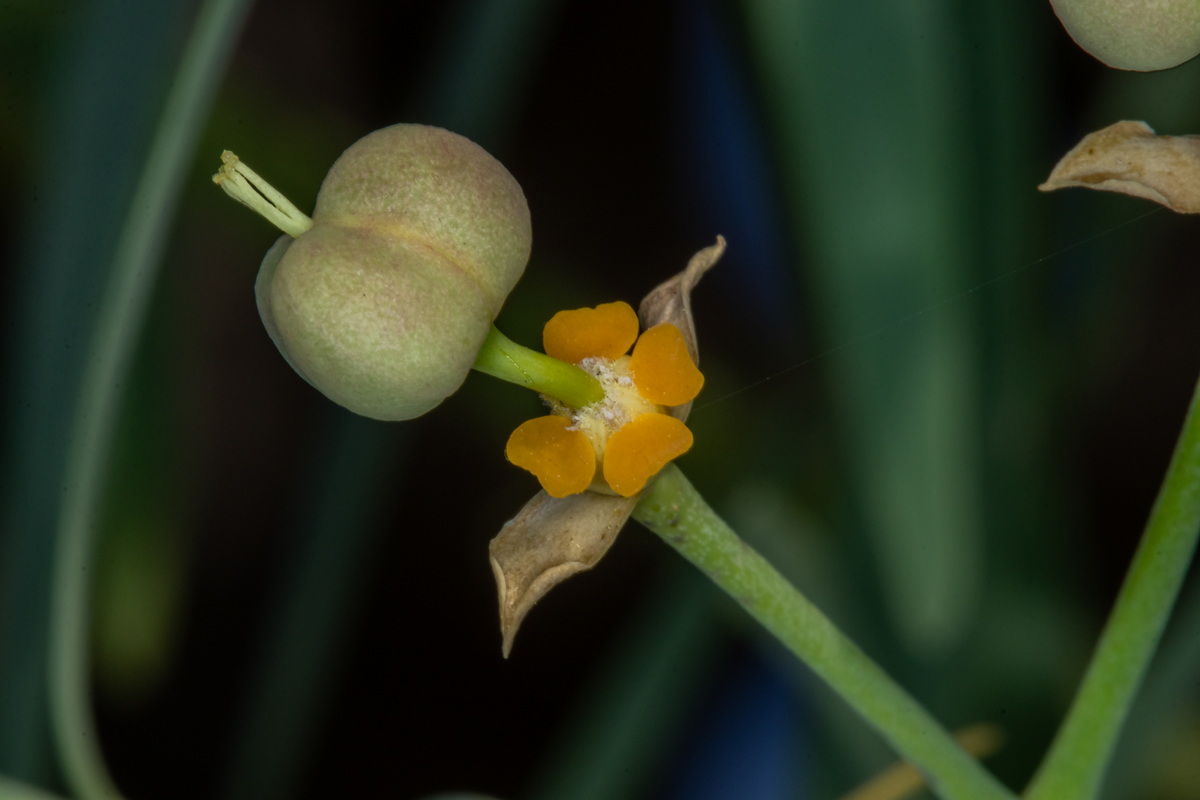  MG 1052 Euphorbia lamarckii subsp. wildpretii (tabaiba amarga)