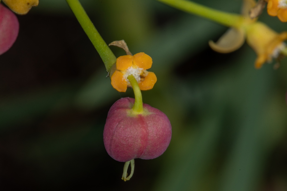  MG 1055 Euphorbia lamarckii subsp. wildpretii (tabaiba amarga)