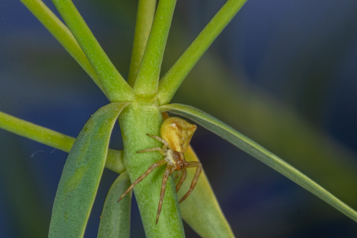  MG 1058 Euphorbia lamarckii subsp. wildpretii (tabaiba amarga) con araña Thomisus onustus