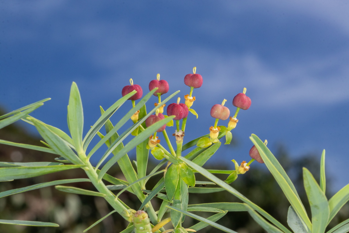  MG 1060 Euphorbia lamarckii subsp. wildpretii (tabaiba amarga)
