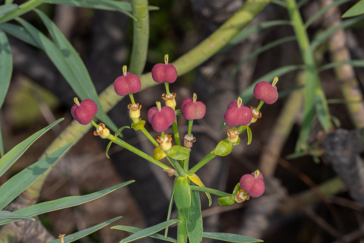  MG 1063 Euphorbia lamarckii subsp. wildpretii (tabaiba amarga)