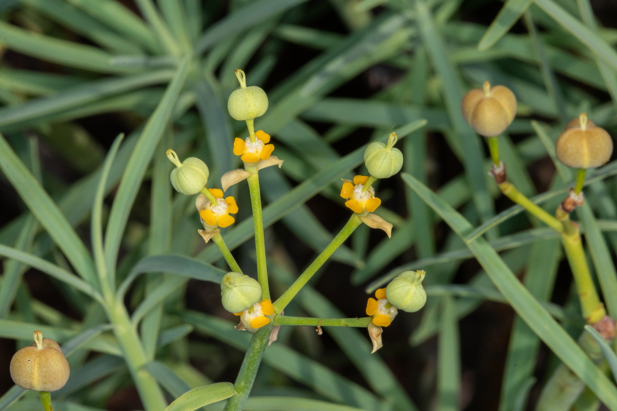  MG 1064 Euphorbia lamarckii subsp. wildpretii (tabaiba amarga)