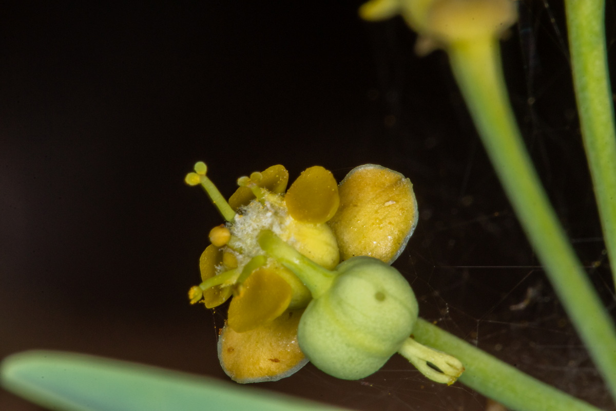  MG 1068 Euphorbia lamarckii subsp. wildpretii (tabaiba amarga)
