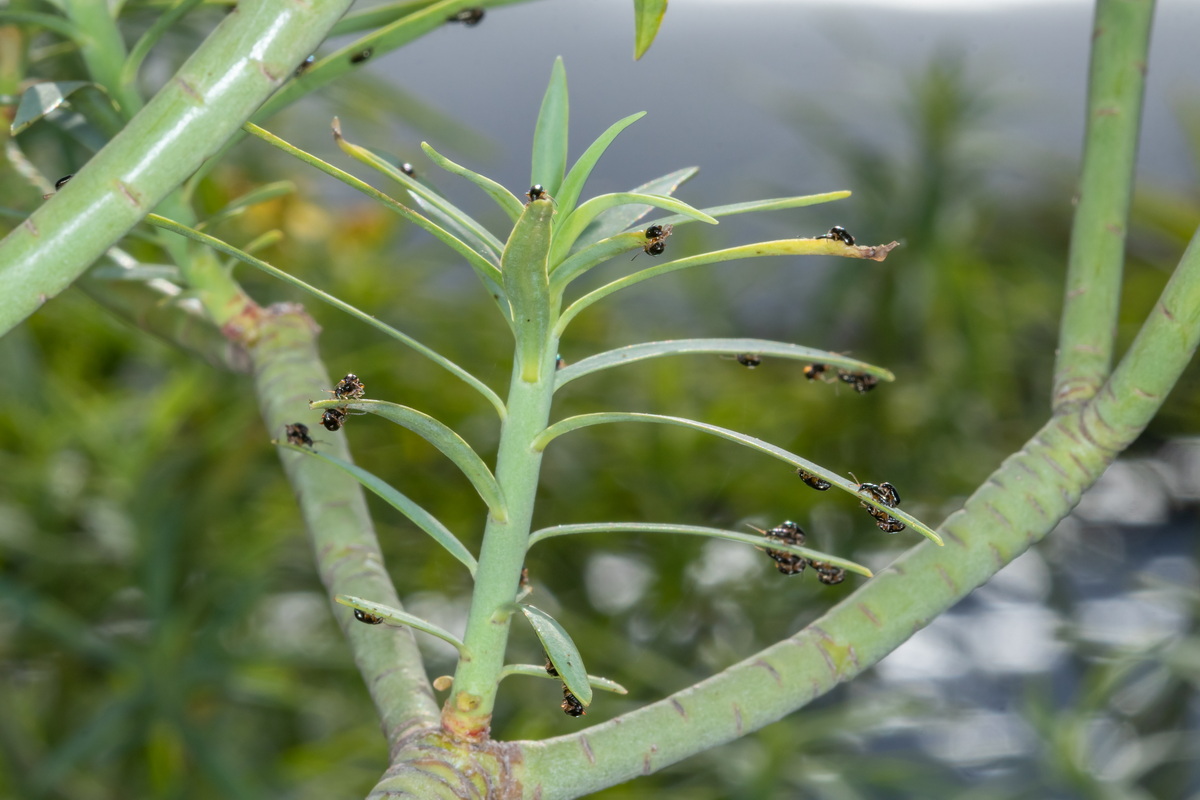  MG 1234 Euphorbia lamarckii subsp. lamarckii y cf escarabajos pulga Aphthona sp