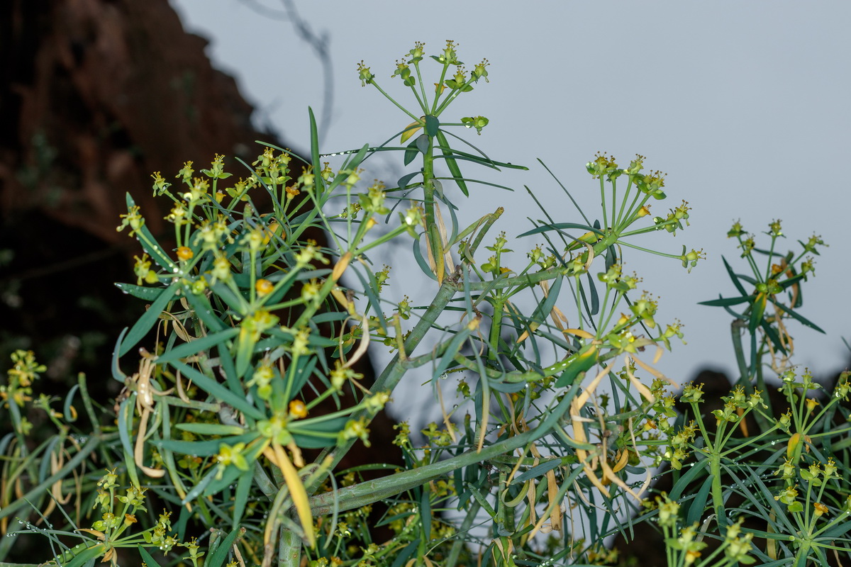  MG 3864 Euphorbia lamarckii subsp. wildpretii 