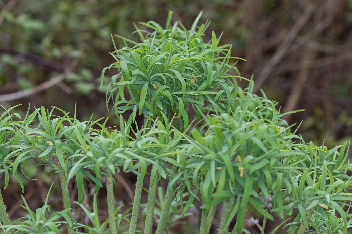 Euphorbia lamarckii04