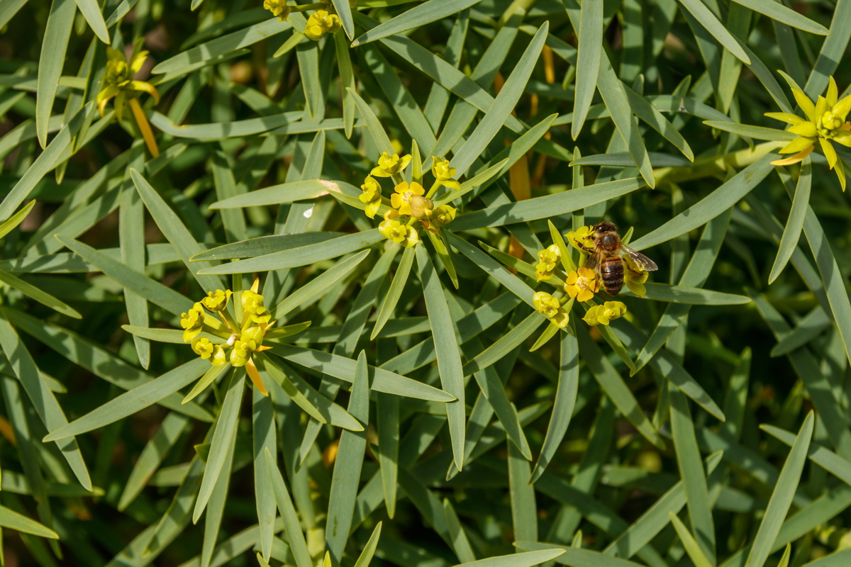Euphorbia lamarckii06