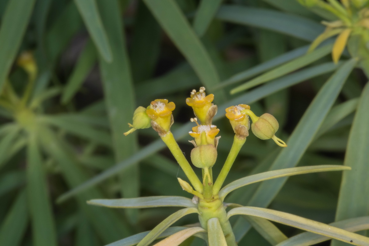 Euphorbia lamarckii07