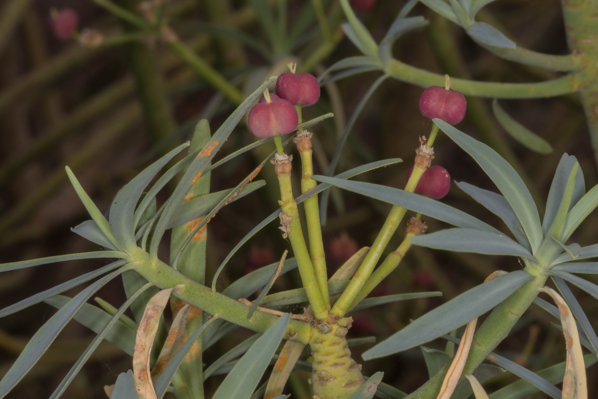 Euphorbia lamarckii08