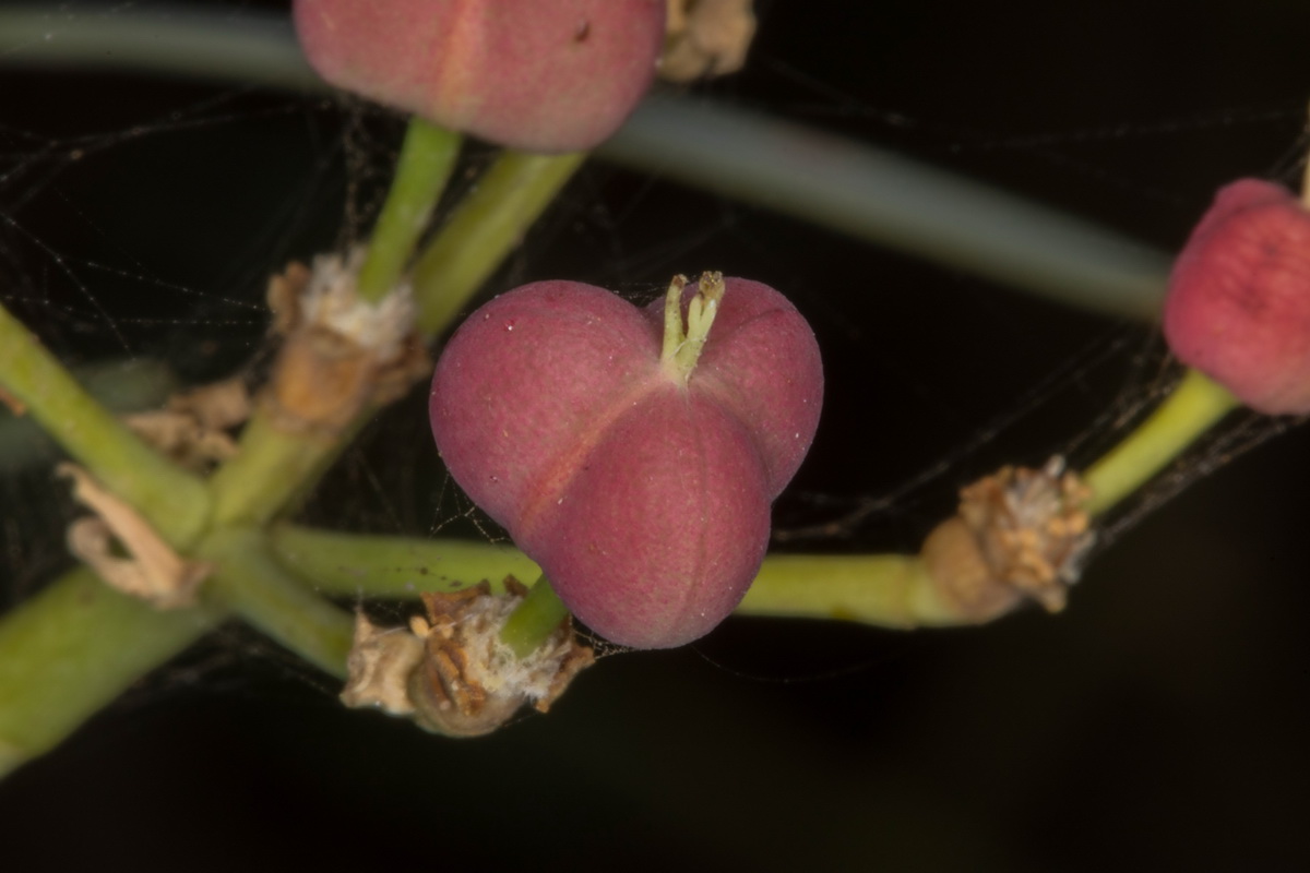 Euphorbia lamarckii09