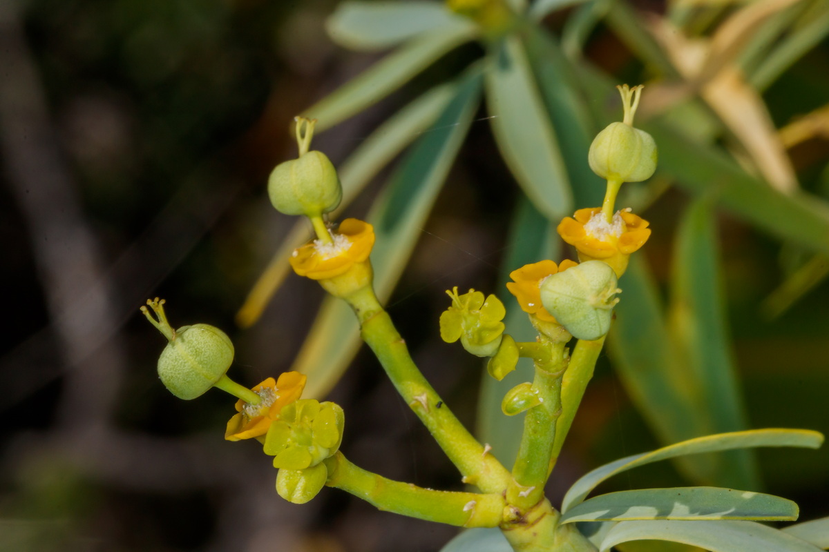  MG 1693 Euphorbia lamarckii Tabaiba amarga, higuerilla, tabaiba salvaje