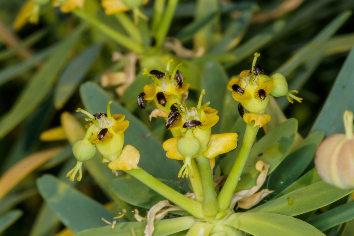  MG 1695 Euphorbia lamarckii con insectos polinizadores