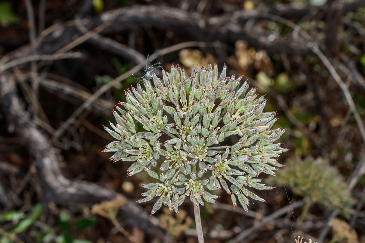  MG 2446 Athamanta cervariifolia = Tinguarra cervariaefolia