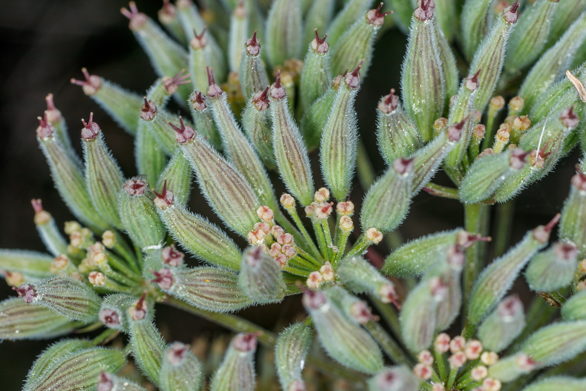  MG 2448 Athamanta cervariifolia = Tinguarra cervariaefolia