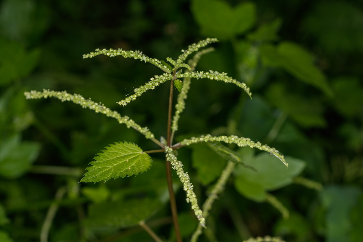  MG 3882 Urtica stachyoides