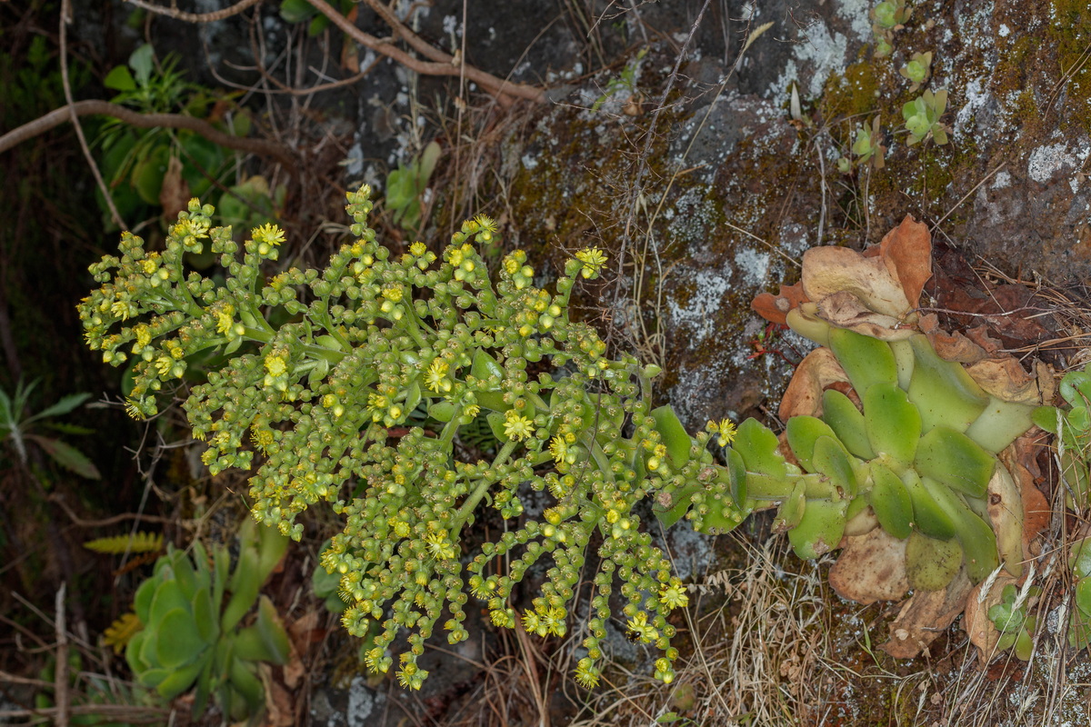  MG 8412 Aeonium canariense subsp. christii (oreja del abad, bejeque tabaquero)