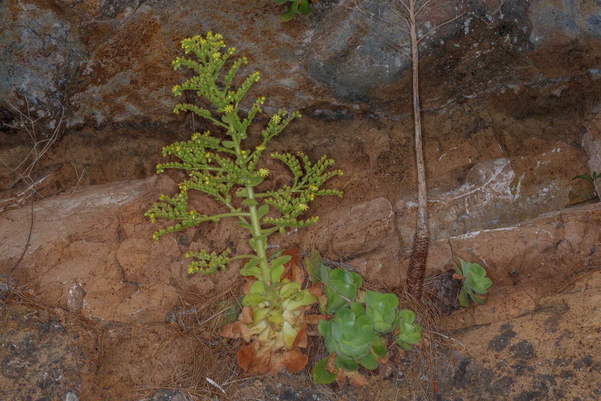  MG 8413 Aeonium canariense subsp. christii (oreja del abad, bejeque tabaquero)
