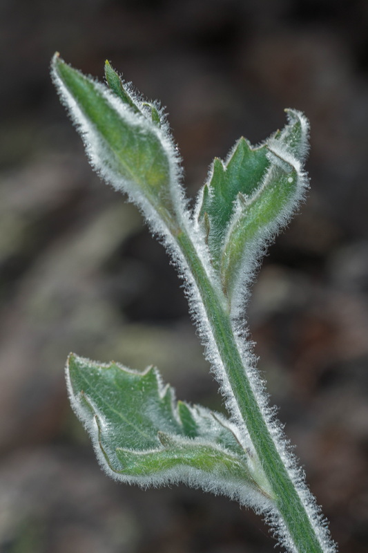  MG 7975 Andryala pinnatifida subsp. webbii (espirrera)