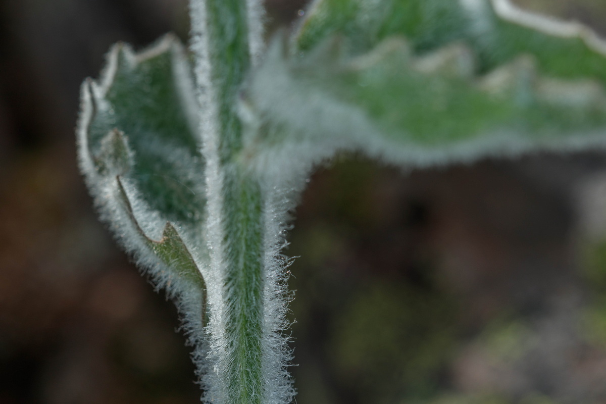  MG 7976 Andryala pinnatifida subsp. webbii (espirrera)