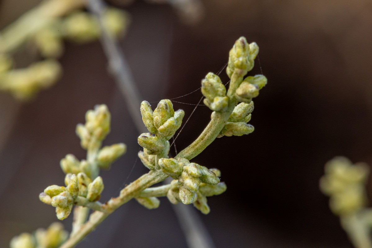 IMG 7230 Artemisia ramosa Incienso morisco