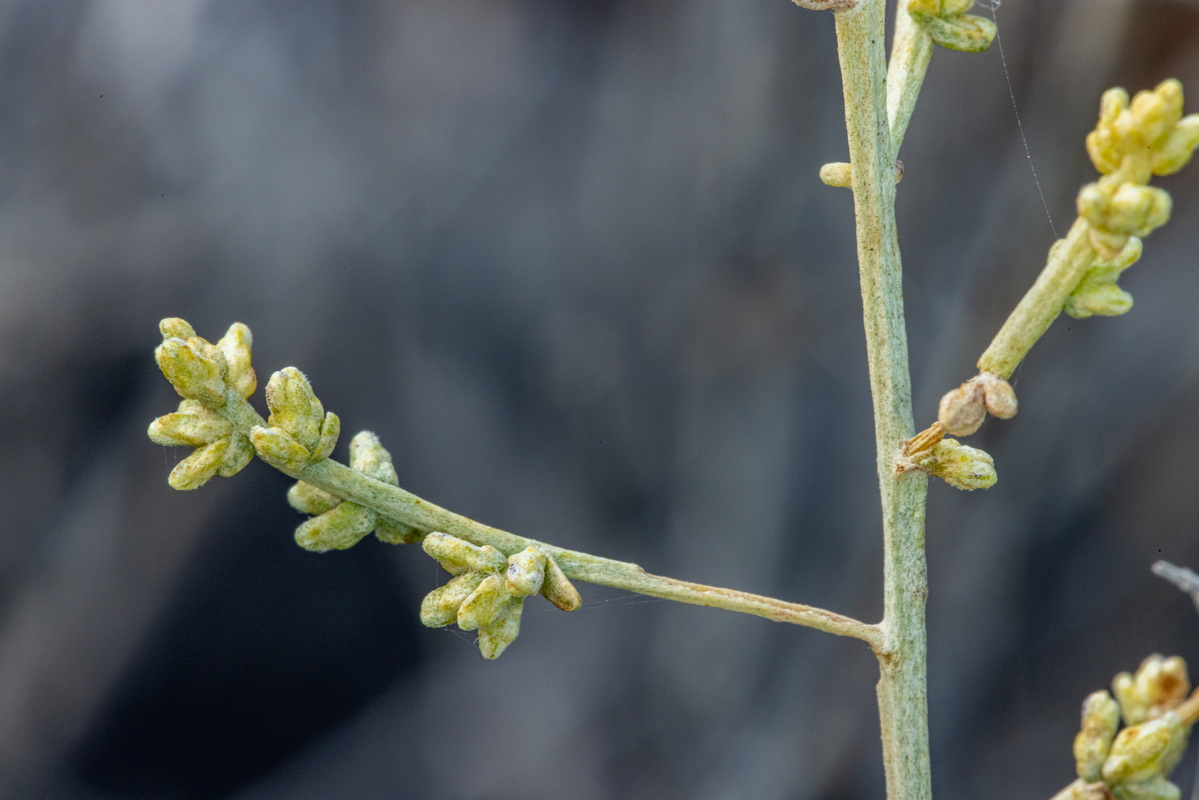 IMG 7231 Artemisia ramosa Incienso morisco