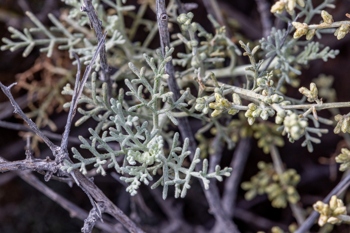 IMG 7236 Artemisia ramosa Incienso morisco