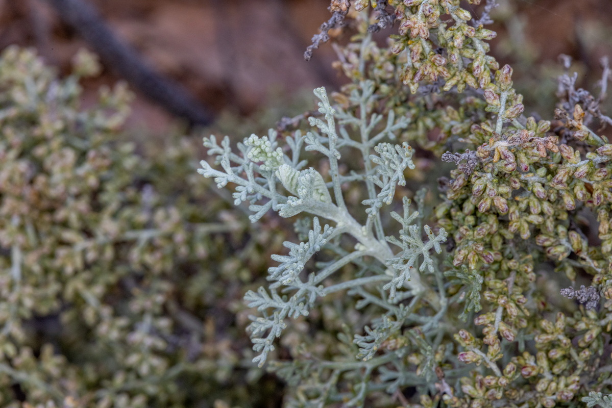 IMG 7249 Artemisia ramosa Incienso morisco