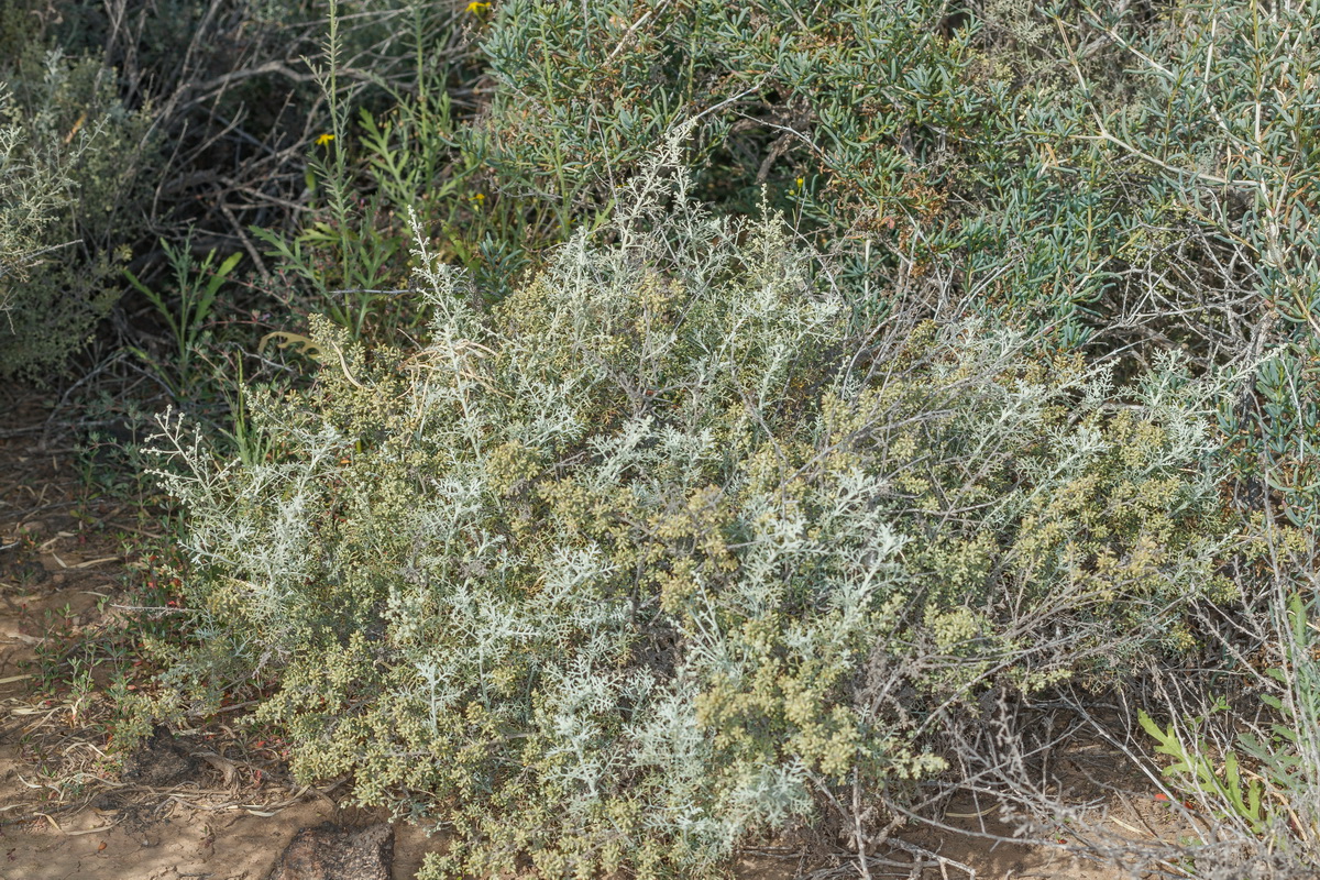  MG 2996 Artemisia ramosa incienso morisco