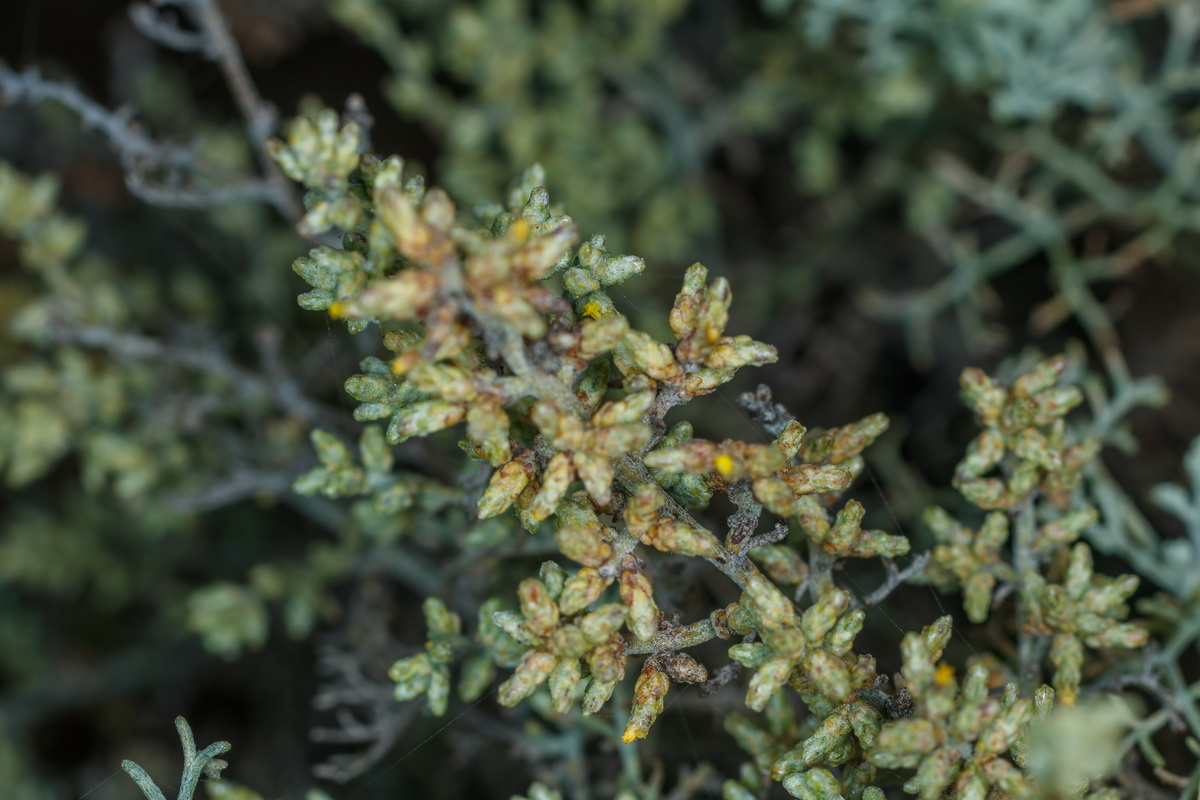  MG 2999 Artemisia ramosa incienso morisco