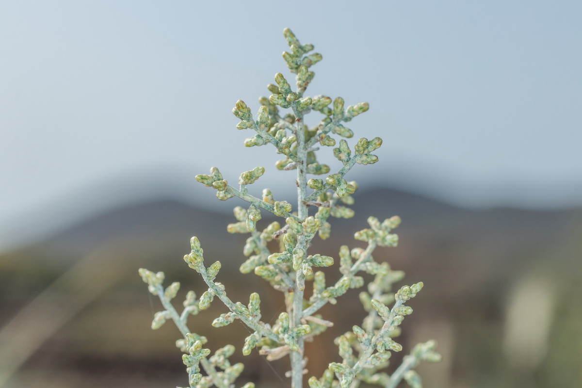  MG 3009 Artemisia ramosa incienso morisco