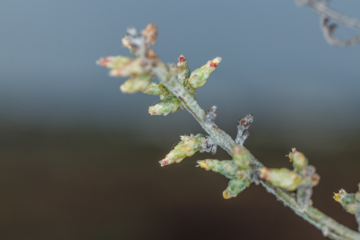  MG 3012 Artemisia ramosa incienso morisco