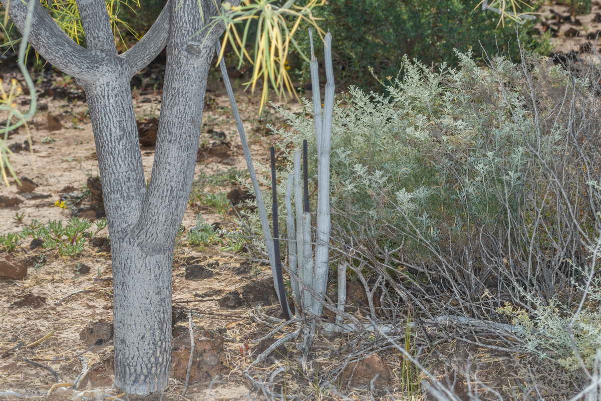  MG 3014 Artemisia ramosa incienso morisco