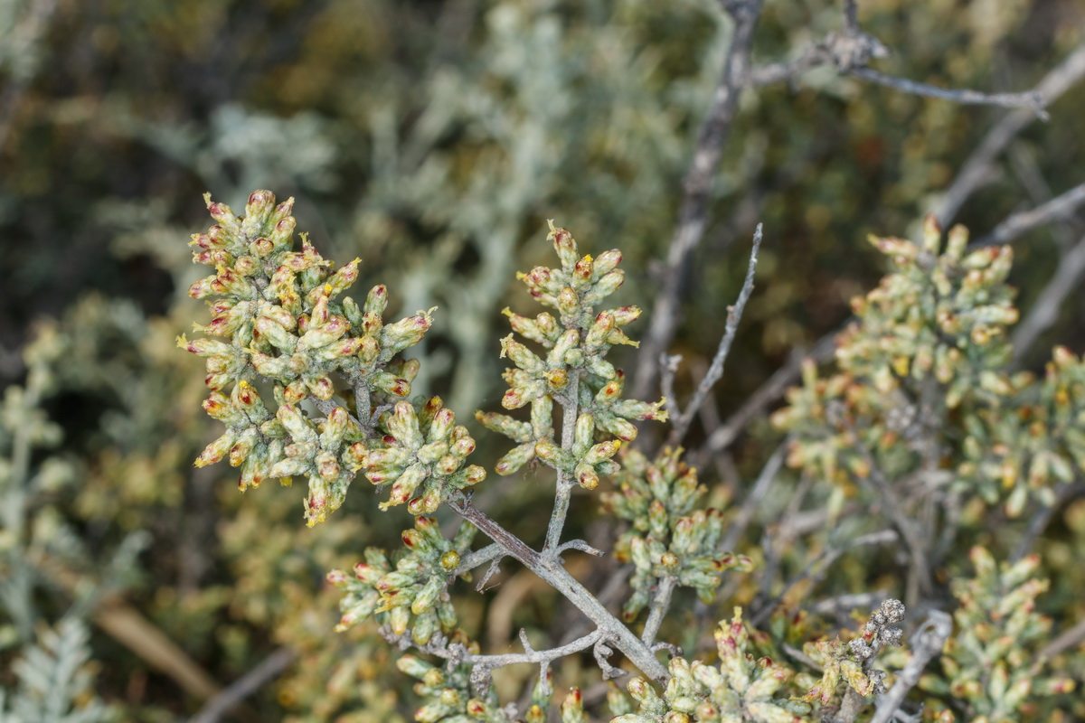 MG 3744 Artemisia ramosa incienso morisco
