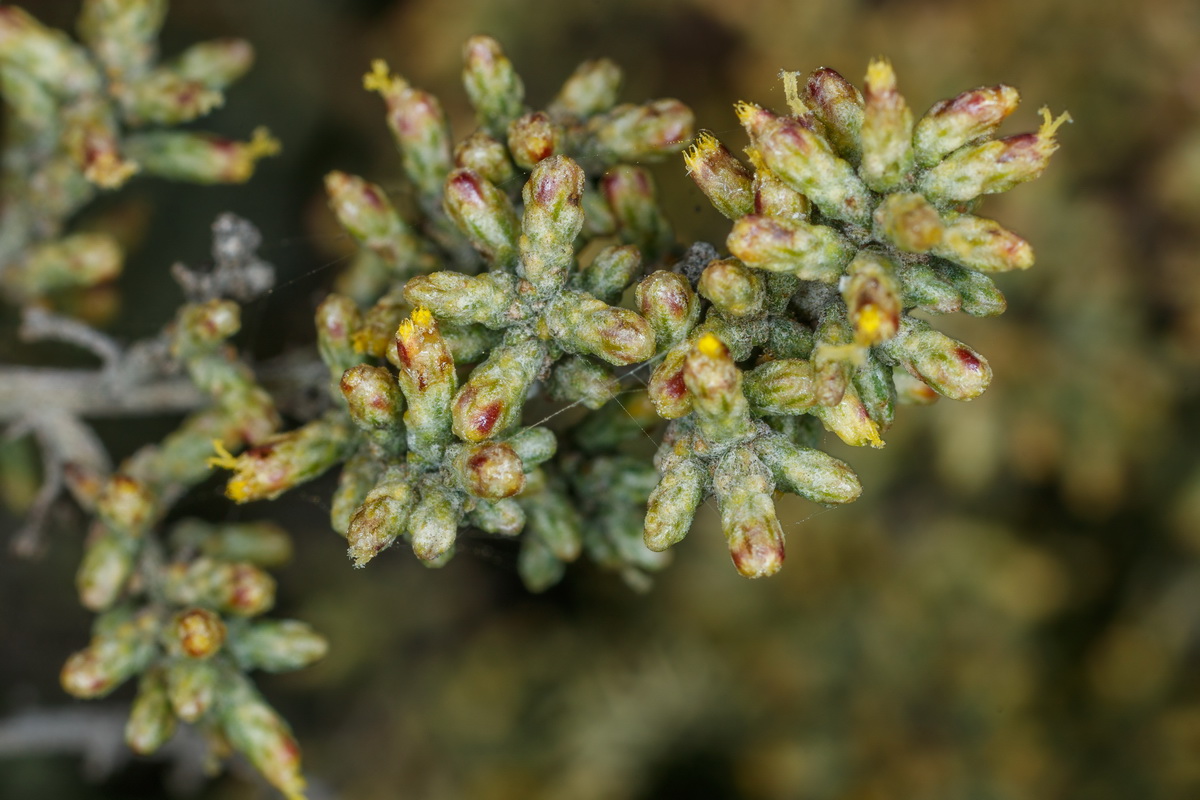  MG 3747 Artemisia ramosa incienso morisco