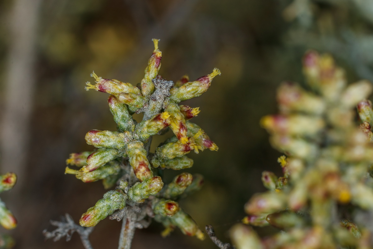 MG 3751 Artemisia ramosa incienso morisco