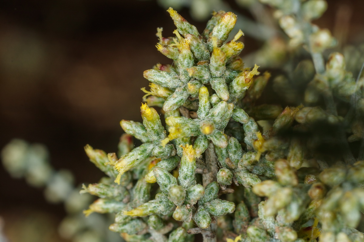  MG 3757 Artemisia ramosa incienso morisco