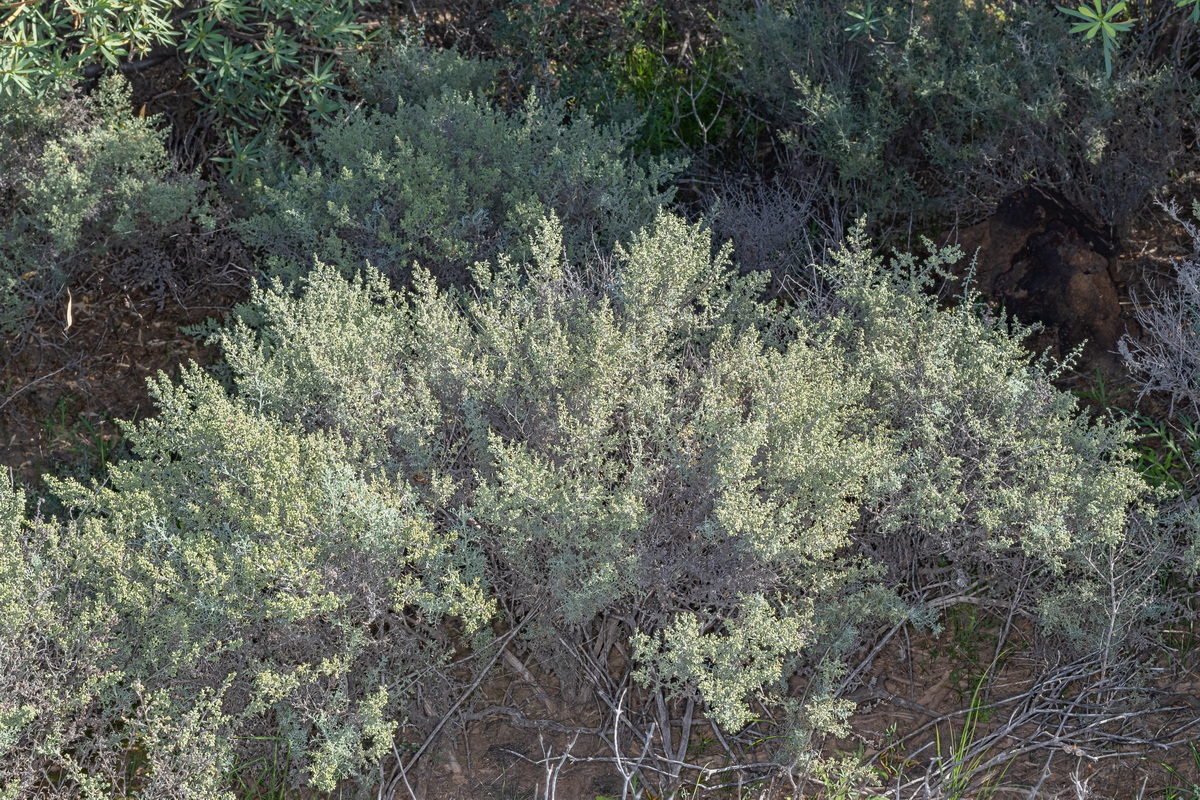  MG 5007 Artemisia ramosa incienso morisco
