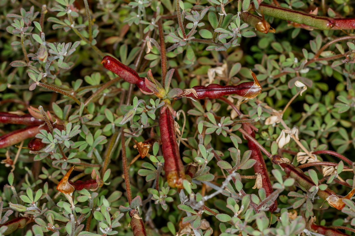  MG 5229 Lotus tenellus