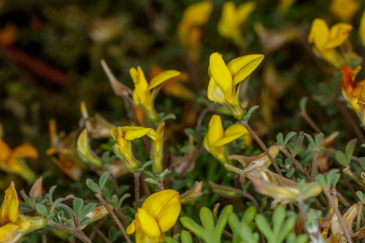  MG 5234 Lotus tenellus