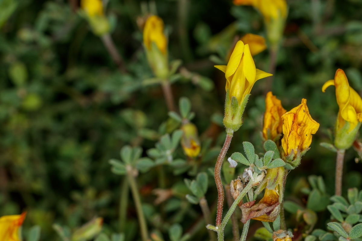  MG 5241 Lotus tenellus