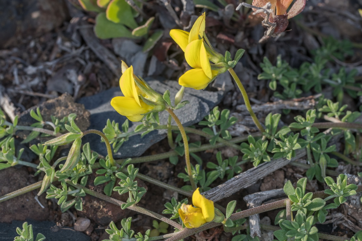  MG 8611 Lotus tenellus