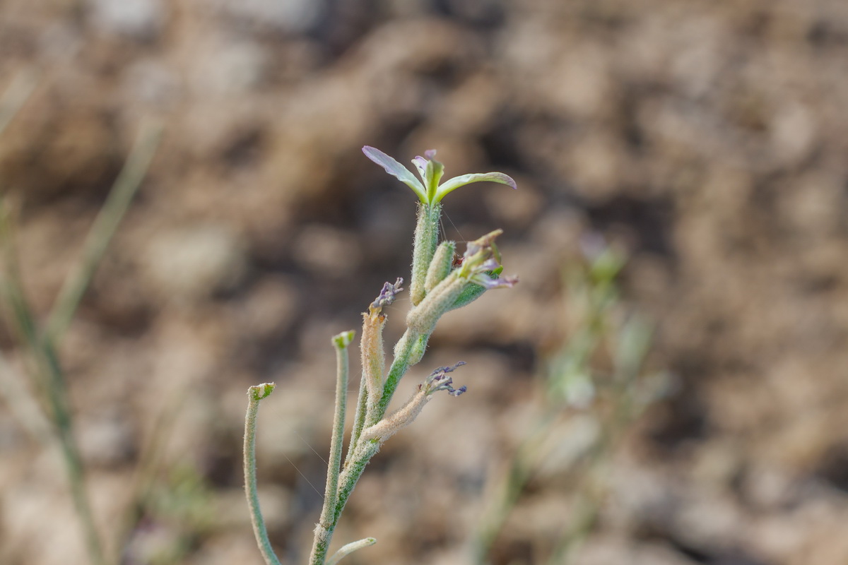  MG 3029 Matthiola bolleana subsp. morocera