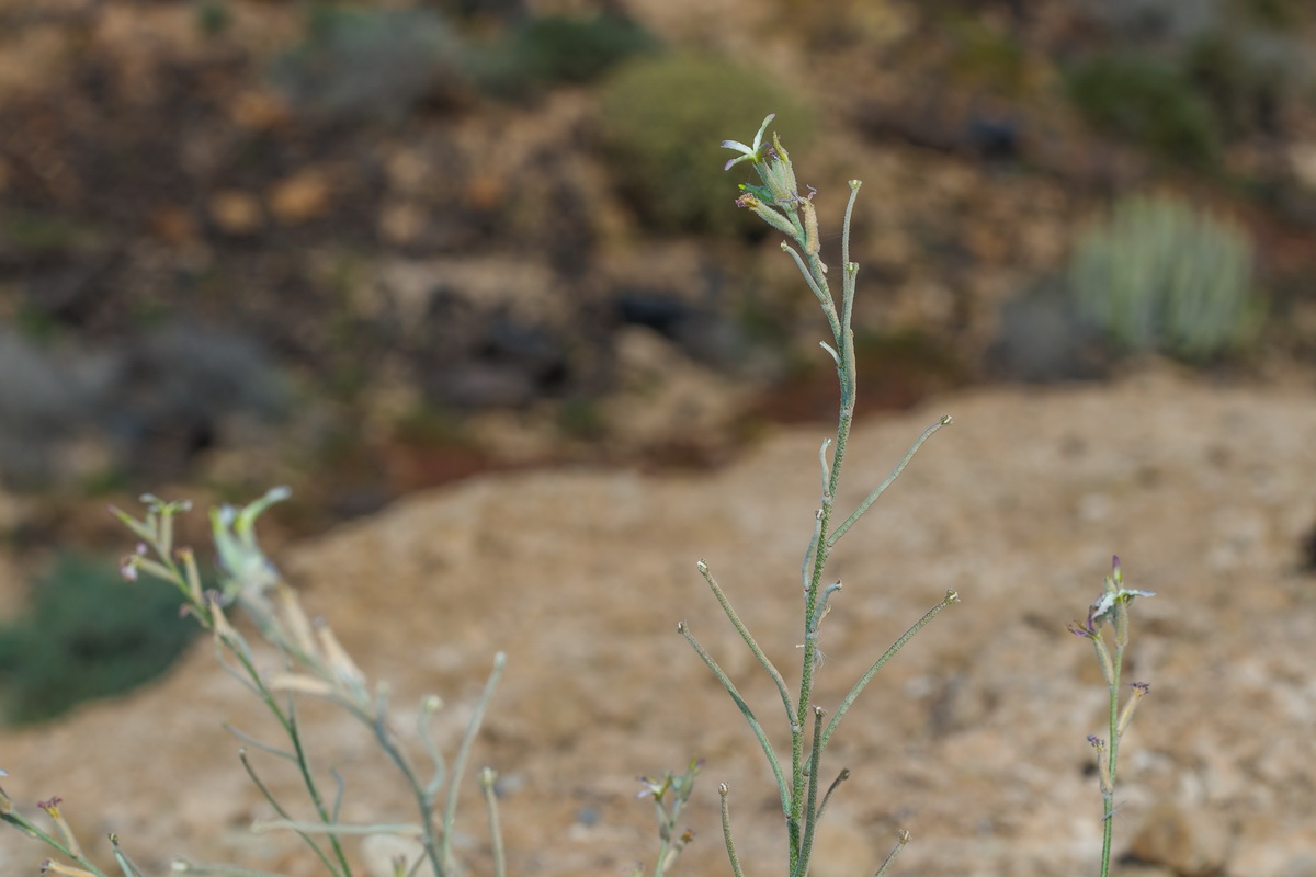  MG 3032 Matthiola bolleana subsp. morocera