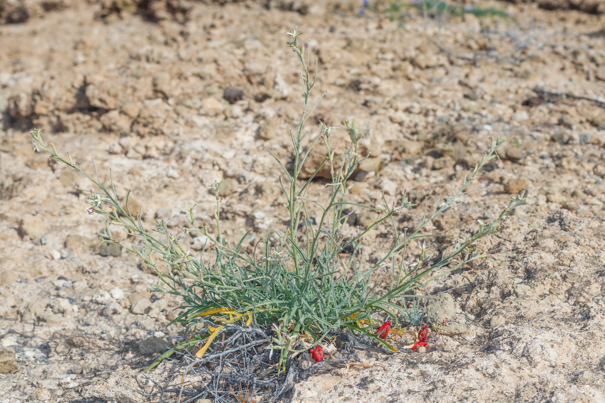  MG 3033 Matthiola bolleana subsp. morocera