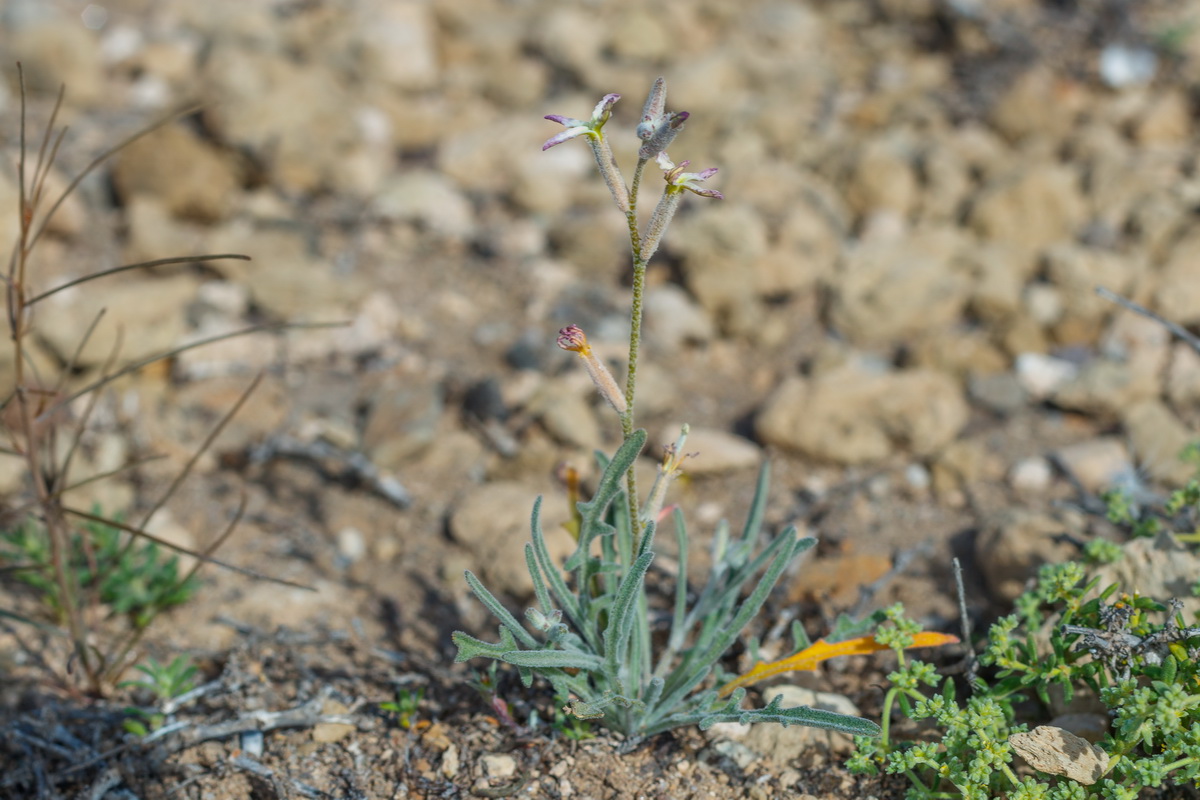  MG 3035 Matthiola bolleana subsp. morocera