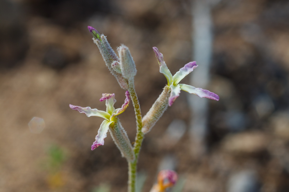  MG 3039 Matthiola bolleana subsp. morocera