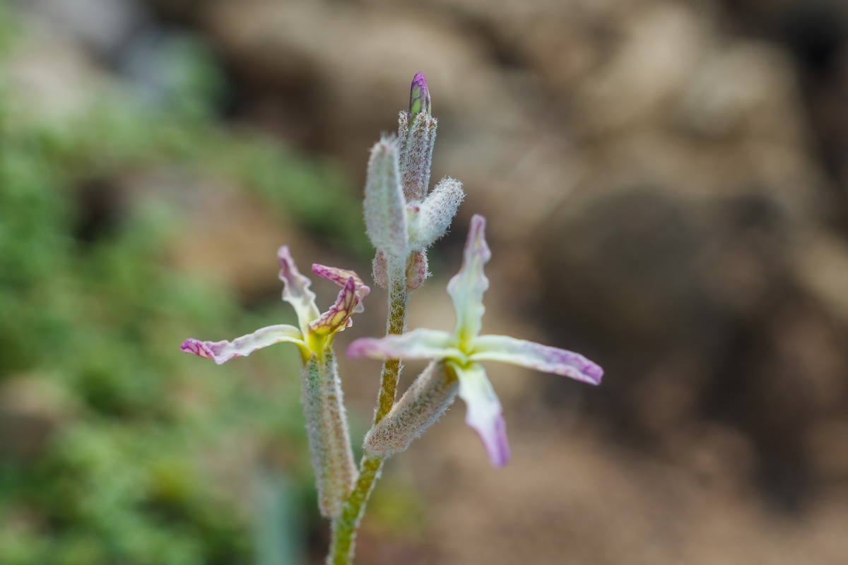  MG 3043 Matthiola bolleana subsp. morocera