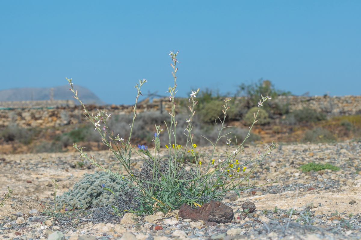  MG 3045 Matthiola bolleana subsp. morocera