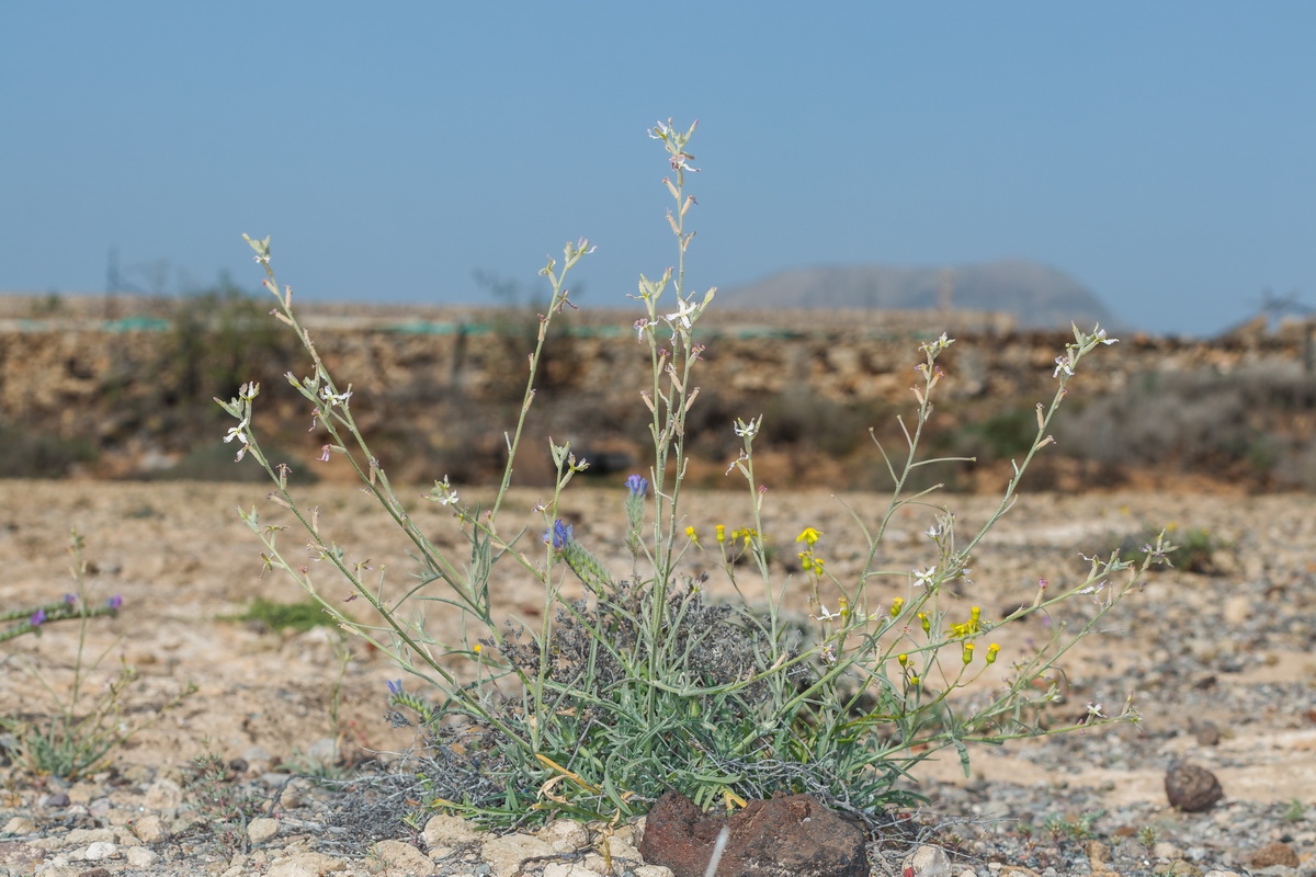  MG 3050 Matthiola bolleana subsp. morocera