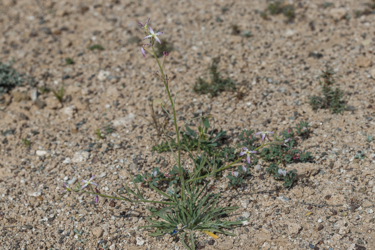  MG 3058 Matthiola bolleana subsp. morocera